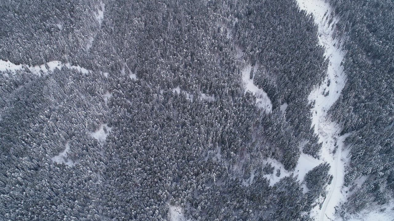 Aerial view of a winter forest full of pine trees - Free Stock Video