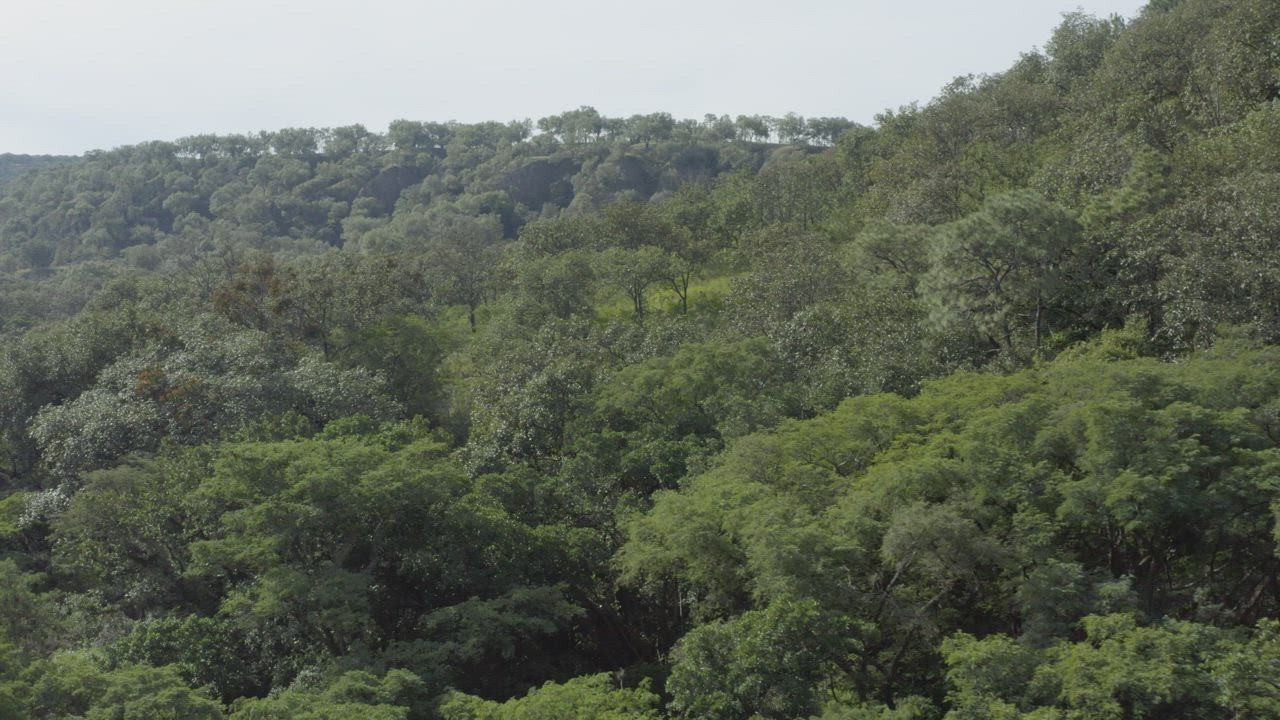 Bushy forest in an aerial shot - Free Stock Video