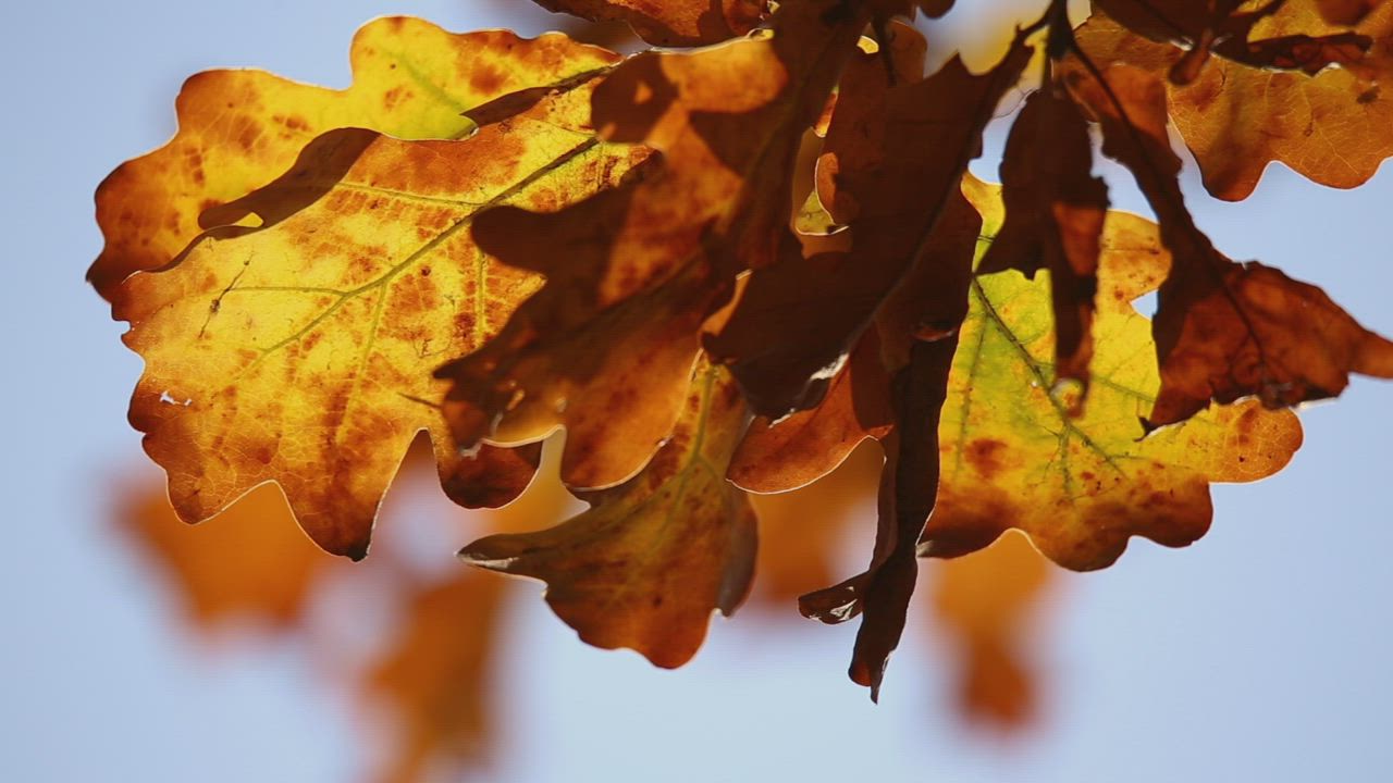 Gold and orange leaves of an oak tree in autumn - Free Stock Video