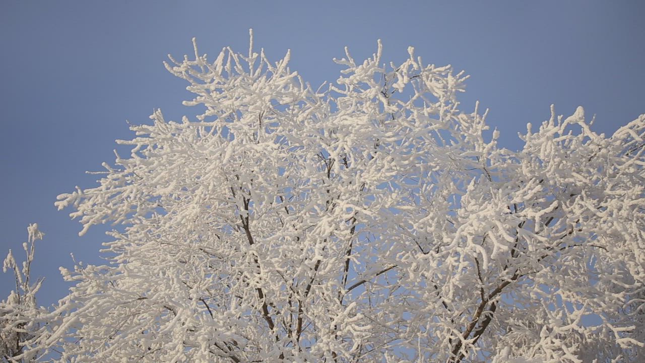 Winter freezing snow on a tree - Free Stock Video