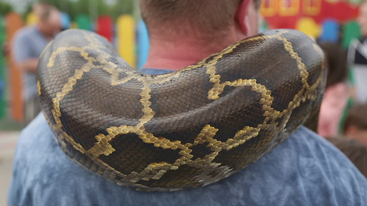 Large snake wrapped around a man's shoulders - Free Stock Video