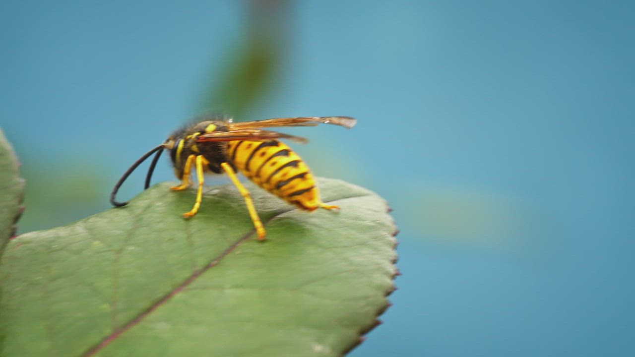 Yellow and black insect climbing on a leaf - Free Stock Video