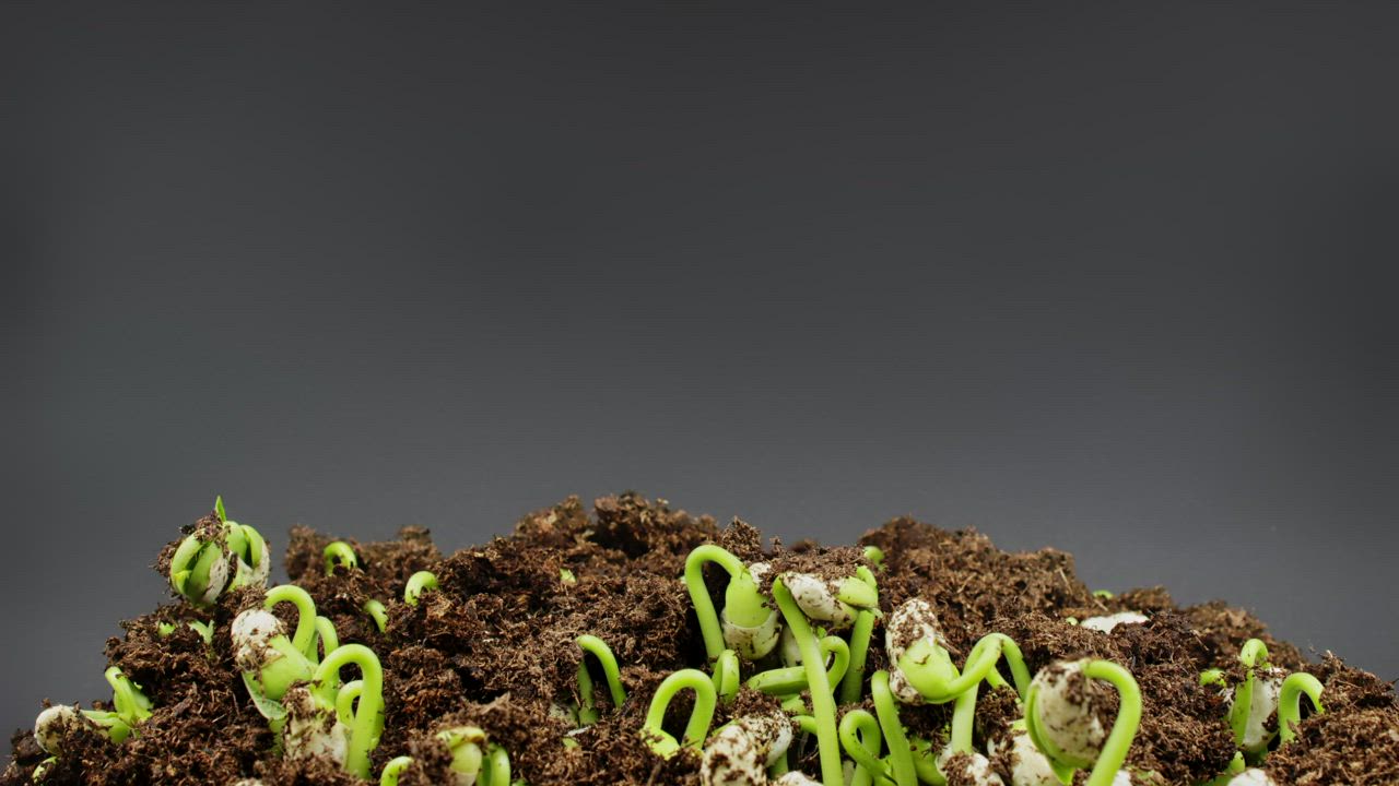 Germination of beans sprouting in soil - Free Stock Video