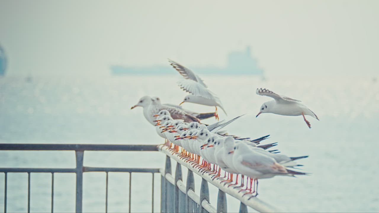 Seagulls standing on flying above a rail by the sea - Free Stock Video