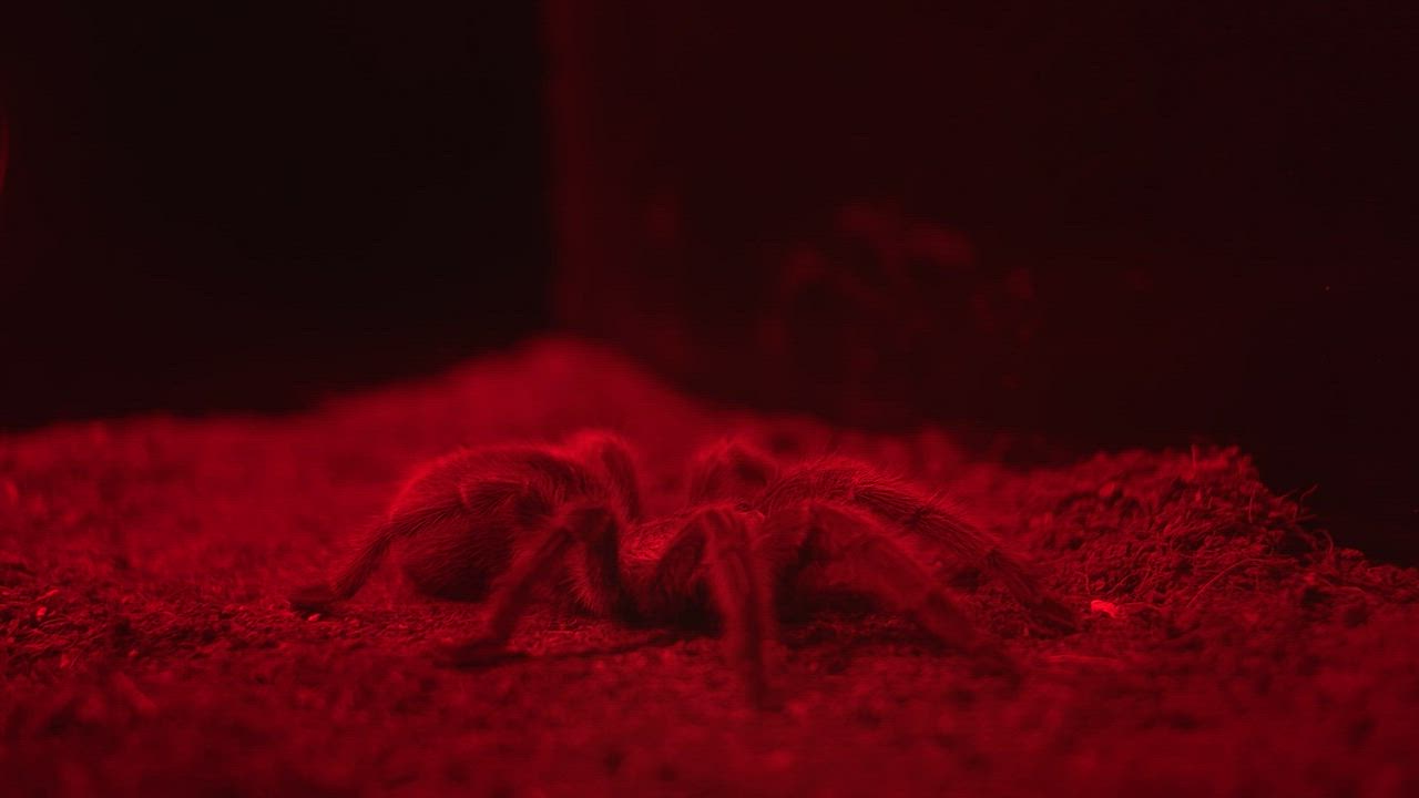 Large tarantula spider in red light - Free Stock Video