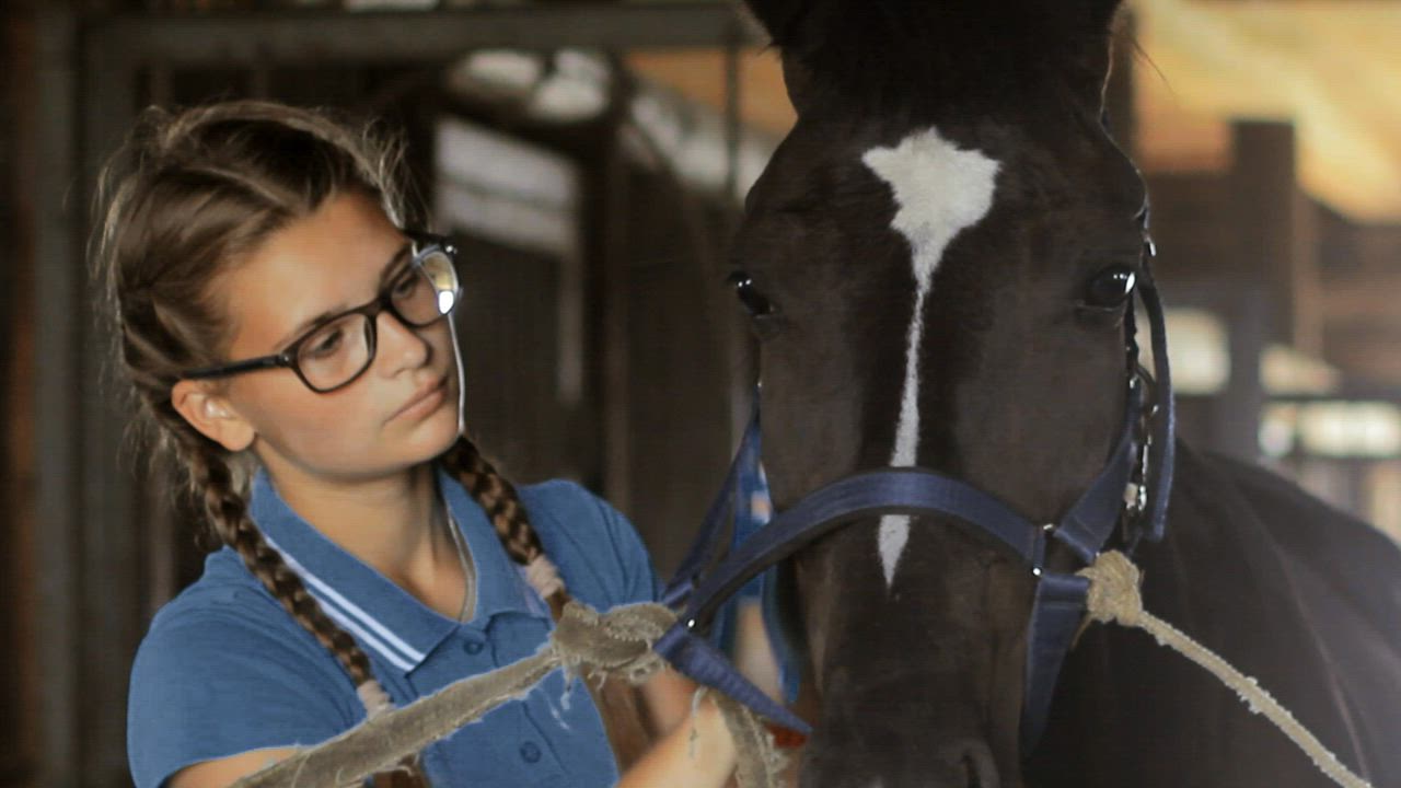 Young woman with brains taking care of her horse in a stable - Free ...
