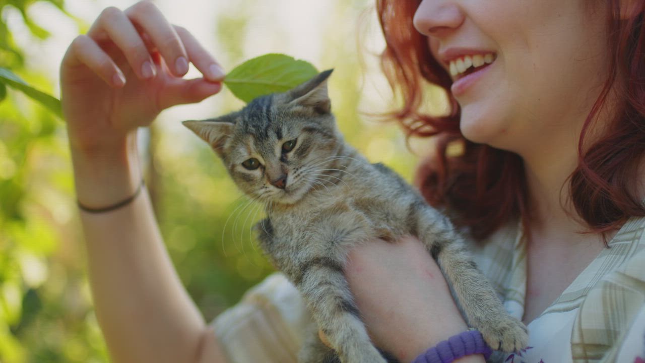 A girl playing with her cat in the park - Free Stock Video