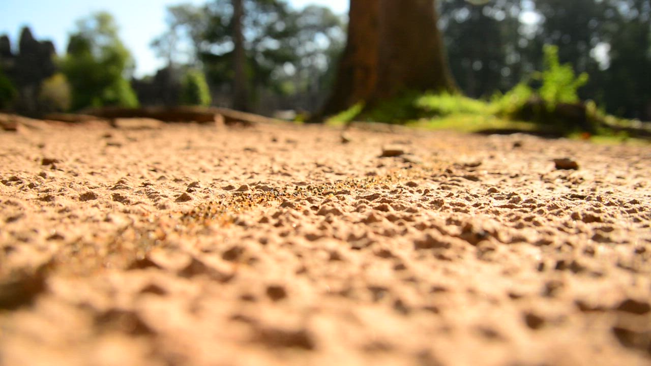 Ants line going towards their colony - Free Stock Video