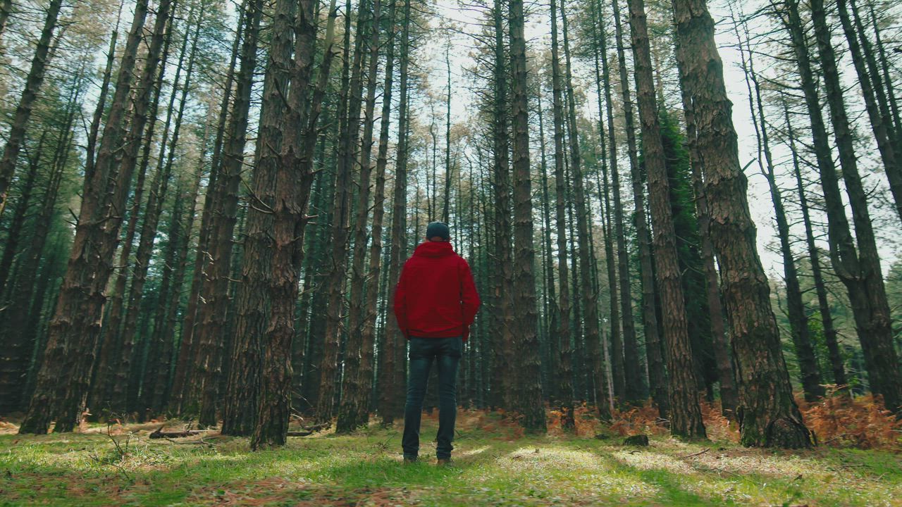 Man observing the immensity of the forest - Free Stock Video