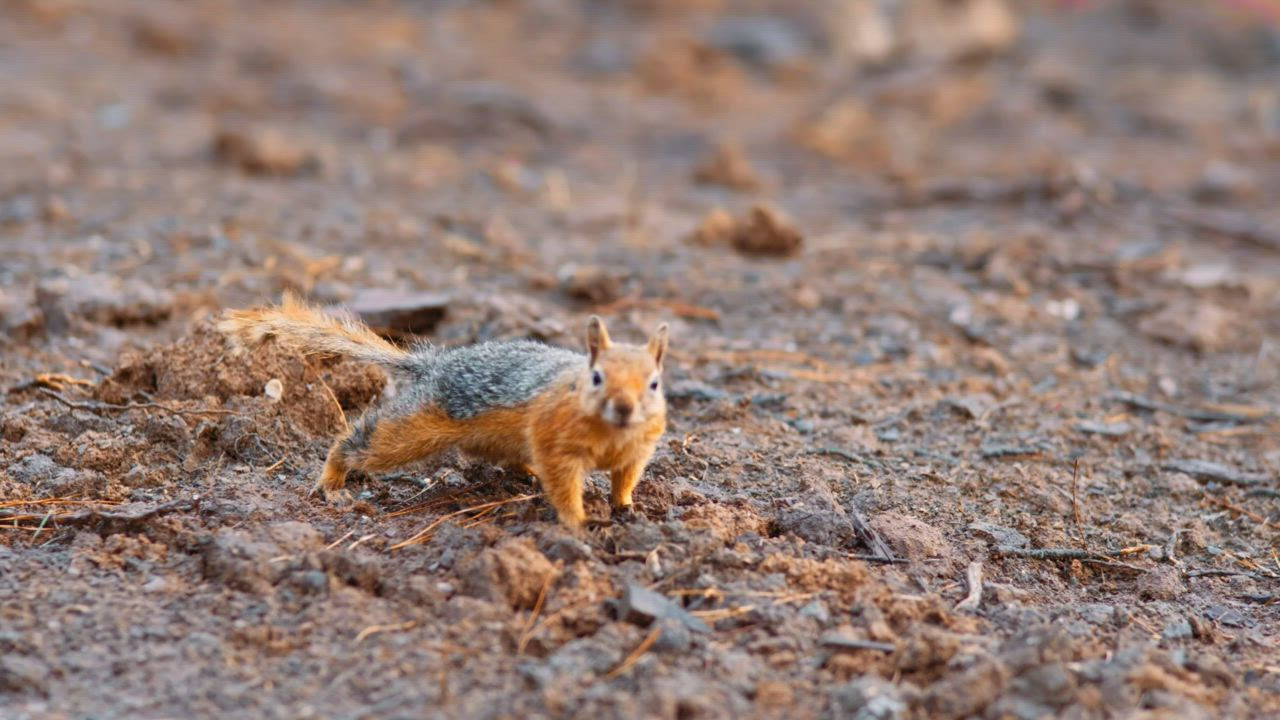 Small squirrel foraging in the forest - Free Stock Video