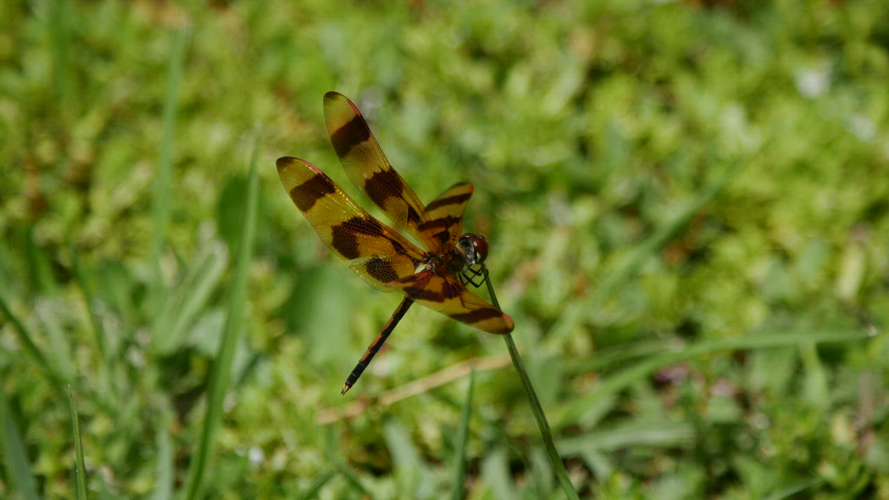 Dragonfly sitting on a blade of grass - Free Stock Video