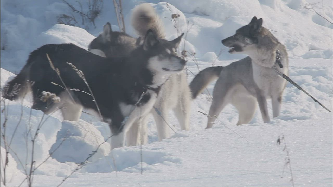 Pack of husky dogs barking in the snow - Free Stock Video