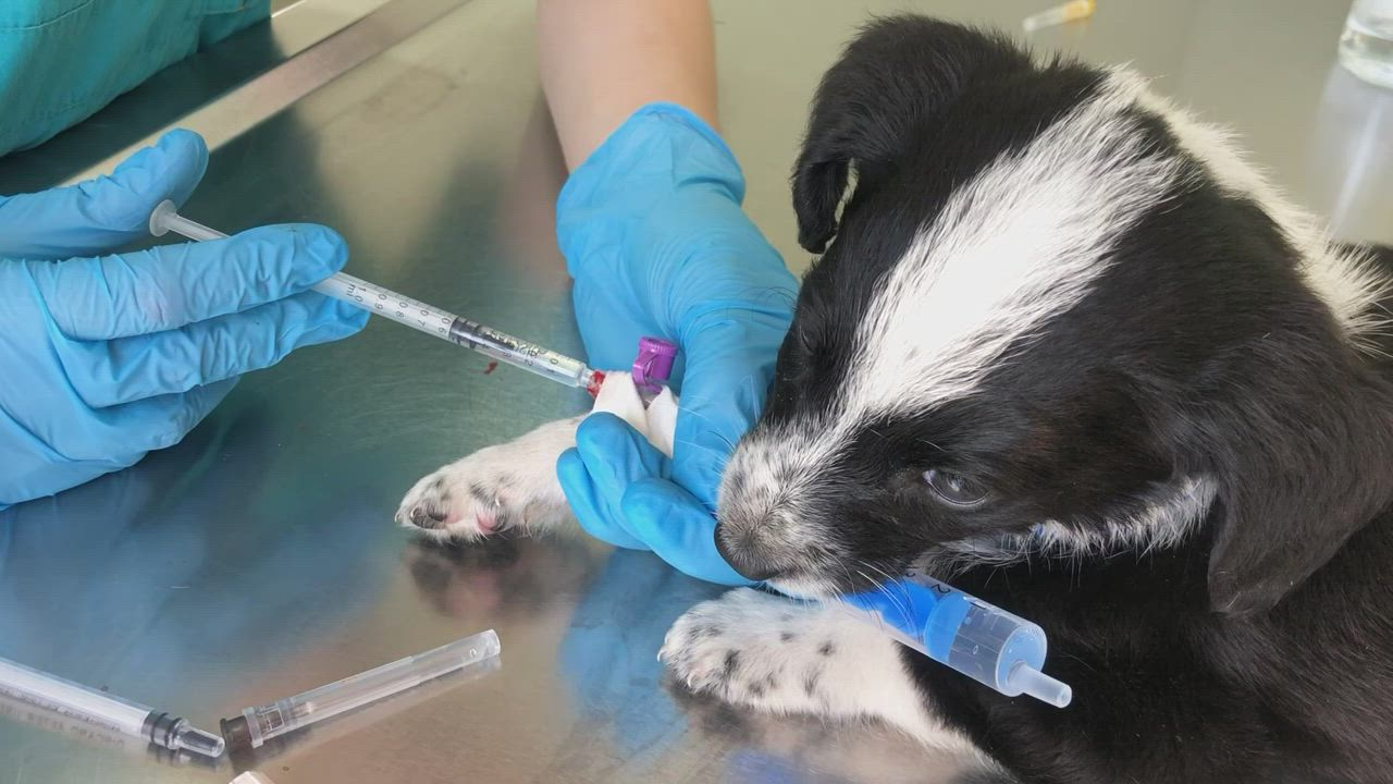 Puppy dog receiving its first vaccinations - Free Stock Video