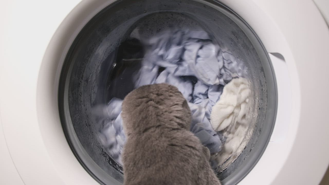 Cat spins around in washing machine for 12 minutes – and survives! | News24