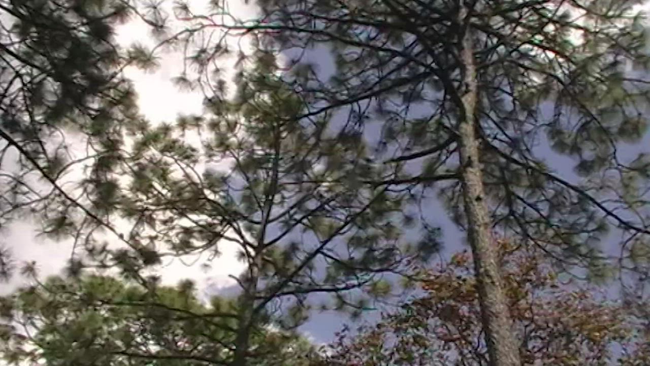 Retro video of big trees in a sunny forest - Free Stock Video
