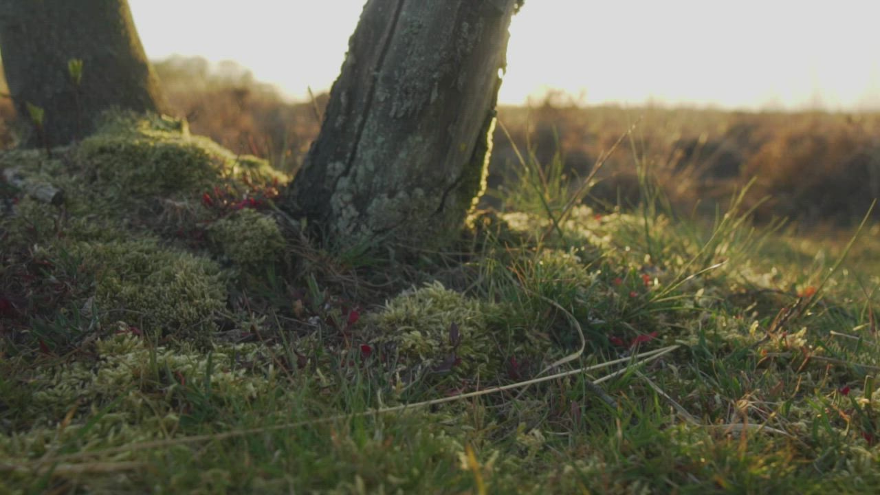Texture of the flora of a forest in detail - Free Stock Video