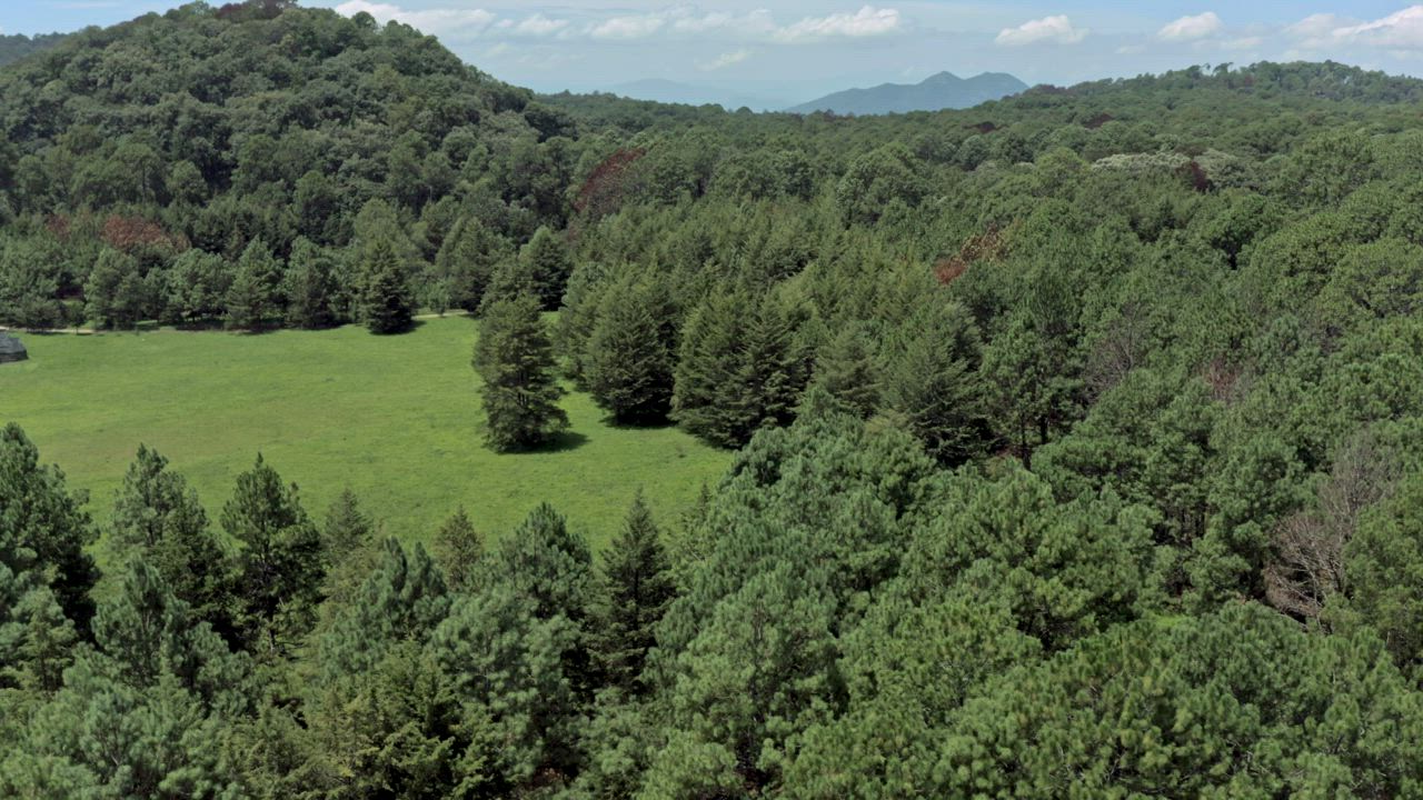 Aerial view of a lush forest with a small green meadow on a sunny day ...