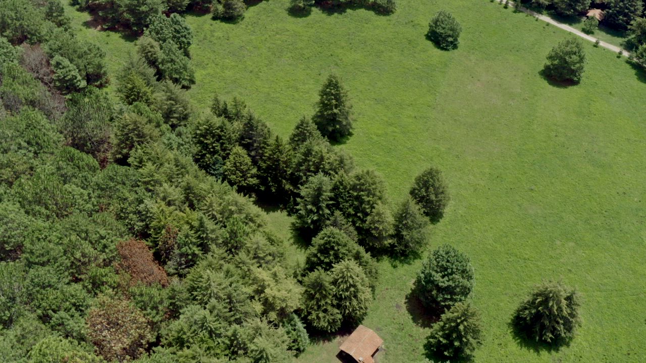Aerial view of the forest trees and a green meadow - Free Stock Video