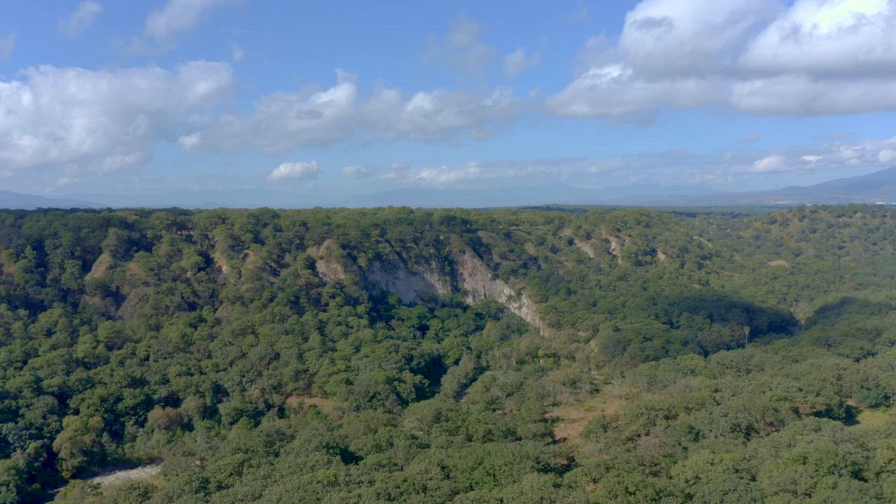 Aerial view of the serene canopy of the green forest with a majestic ...