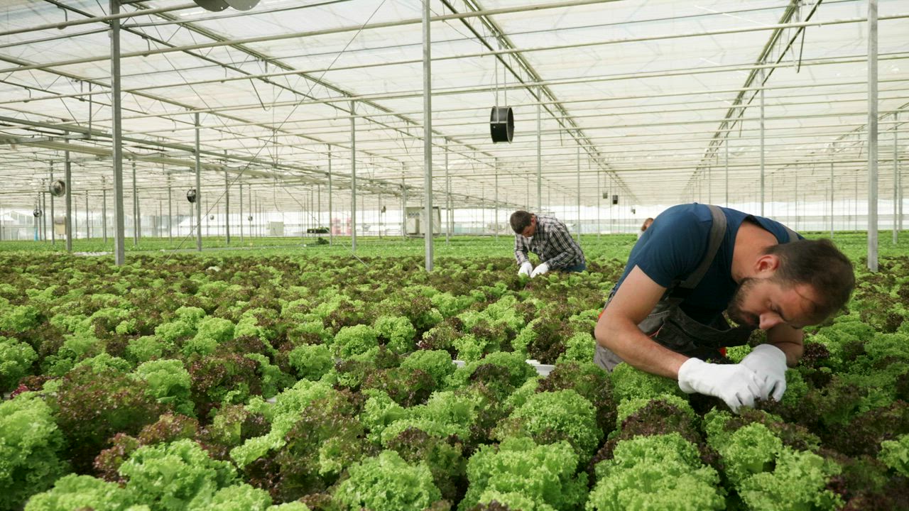 Man working in a Greenhouse - Free Stock Video