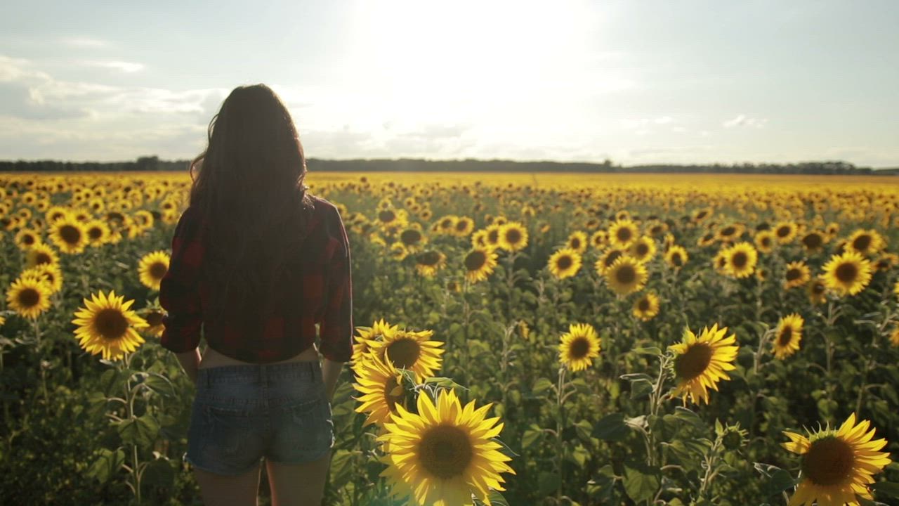 Woman standing in a field of Sunflowers - Free Stock Video