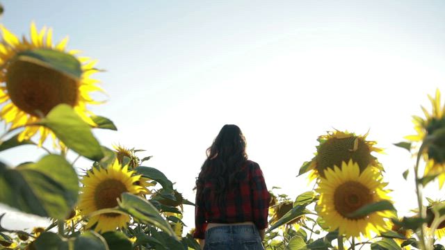 Summer Sunflower fields.