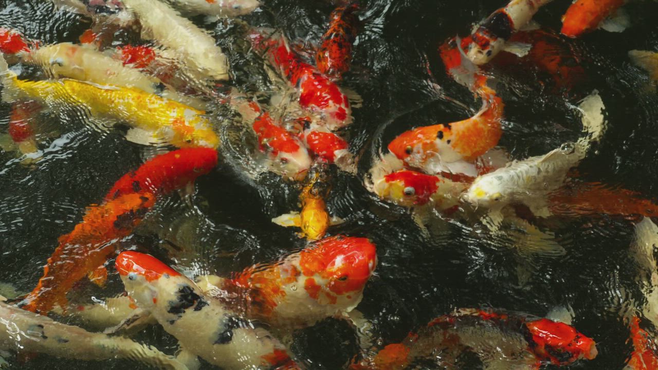 Multi colored Koi fish eating in the pond - Free Stock Video