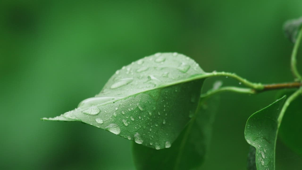 Nature Rain Drops