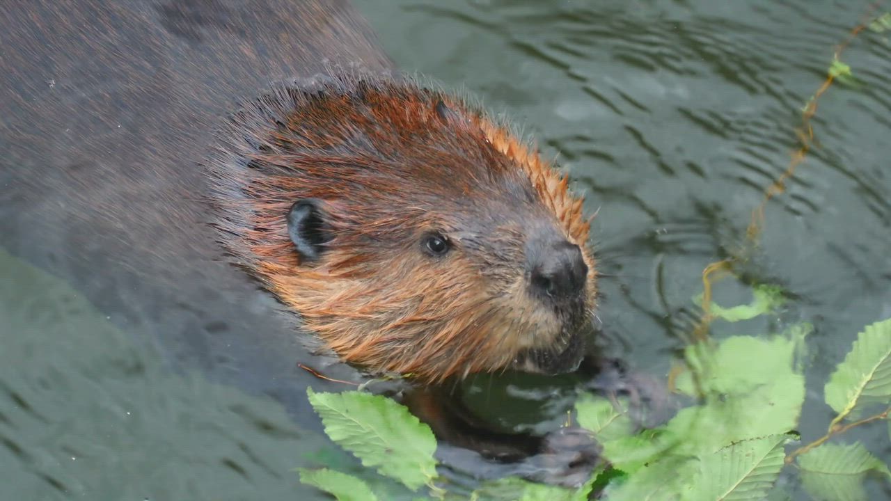 Beaver eating on the water - Free Stock Video