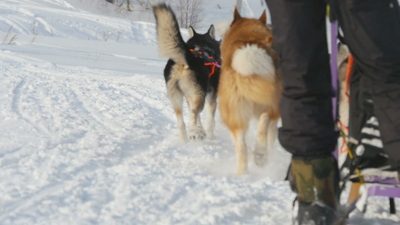 Sled dogs pulling in the snow - Free Stock Video