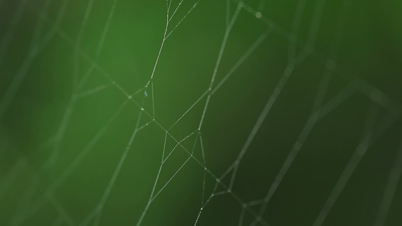 Spider on invisible web - Free Stock Video