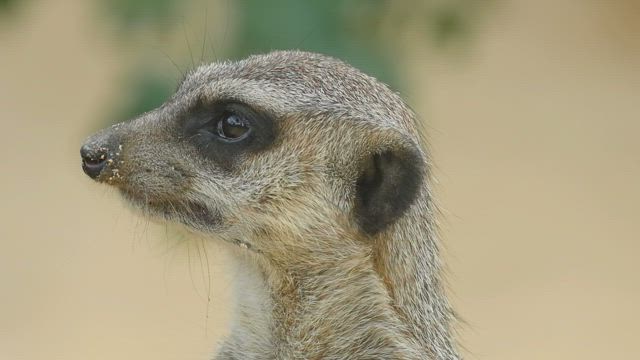 Meerkat head closeup.