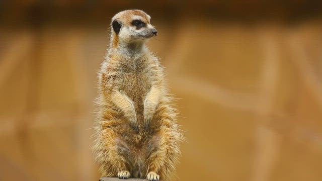 Furry meerkat looking out .