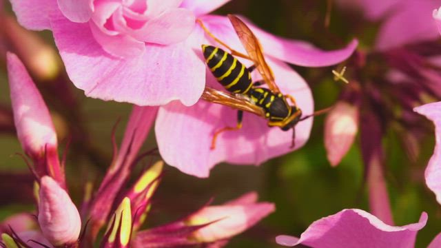 Free Wasp Videos 4K HD No Watermark Download Now