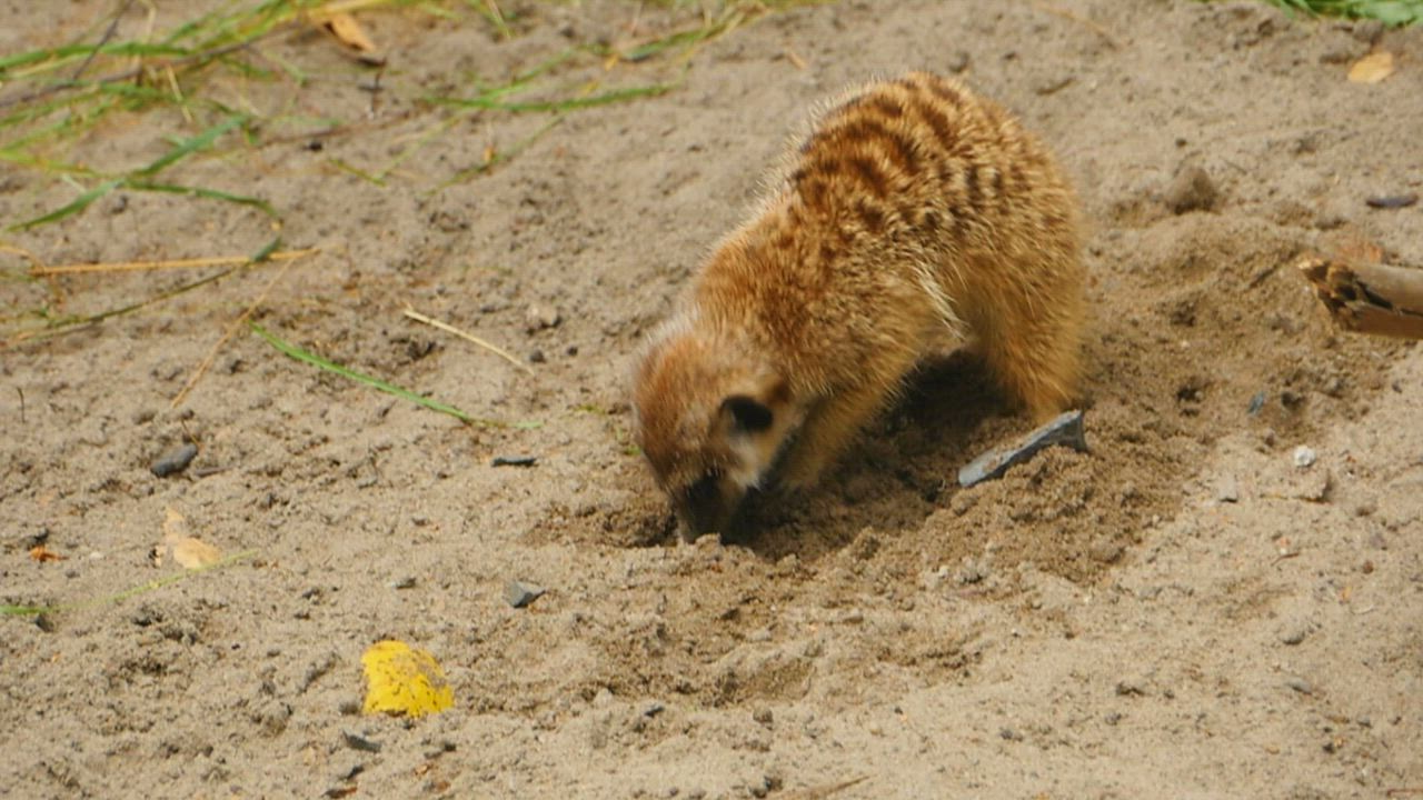 Meerkat digging a hole in the sand - Free Stock Video