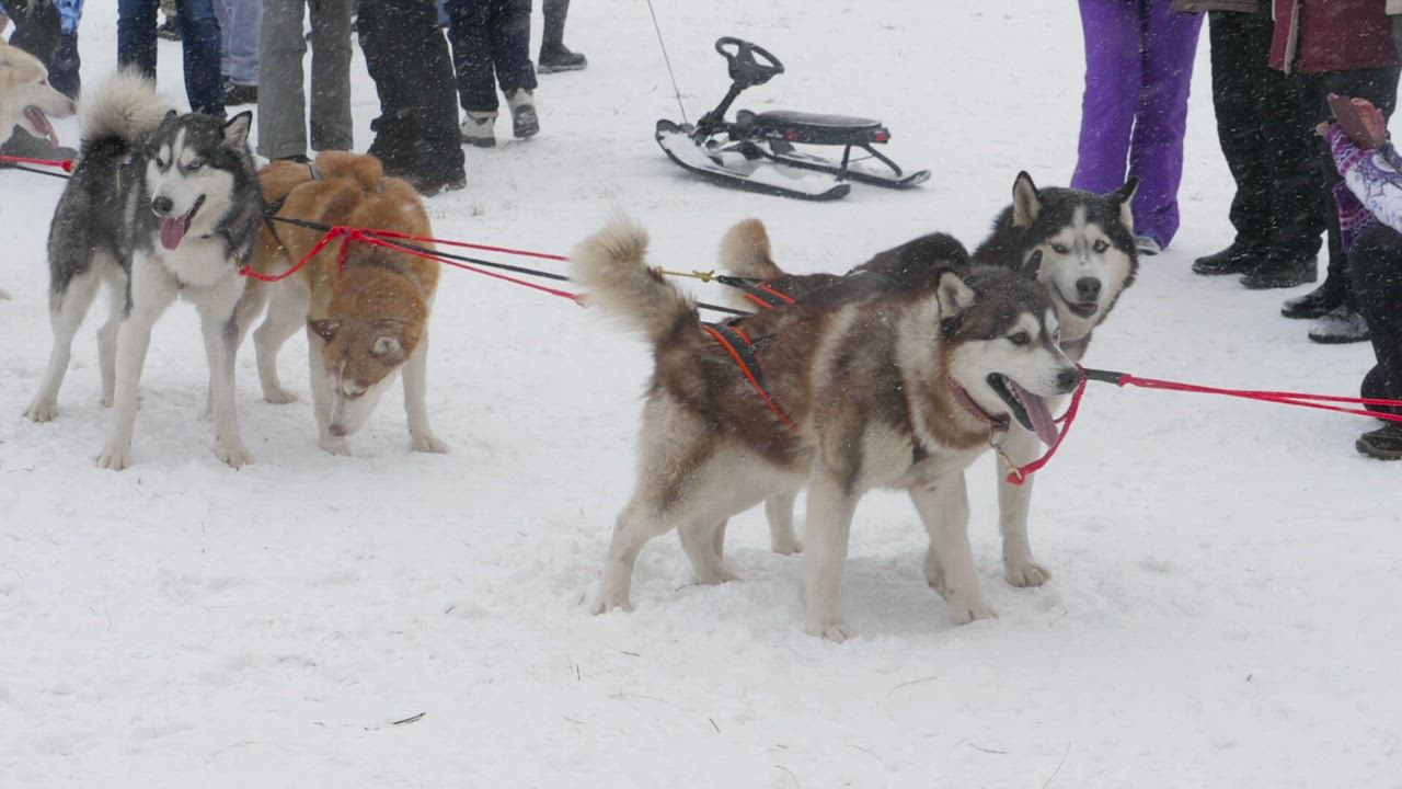 Husky sled dogs in the snow - Free Stock Video