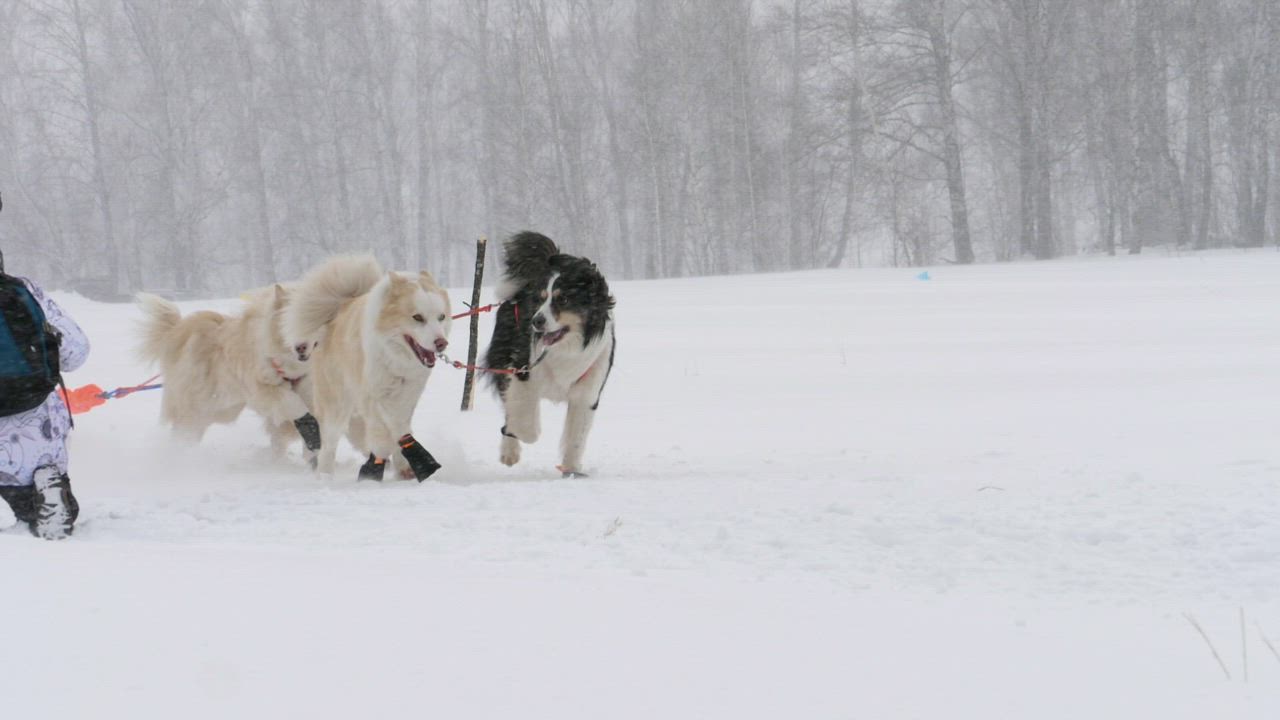 Husky sled dogs running in slow motion - Free Stock Video