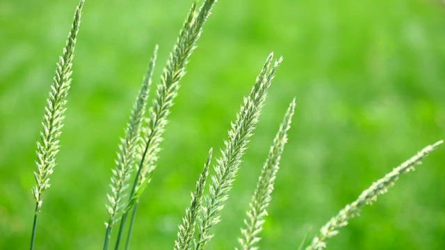 Spike of grass in the wild.