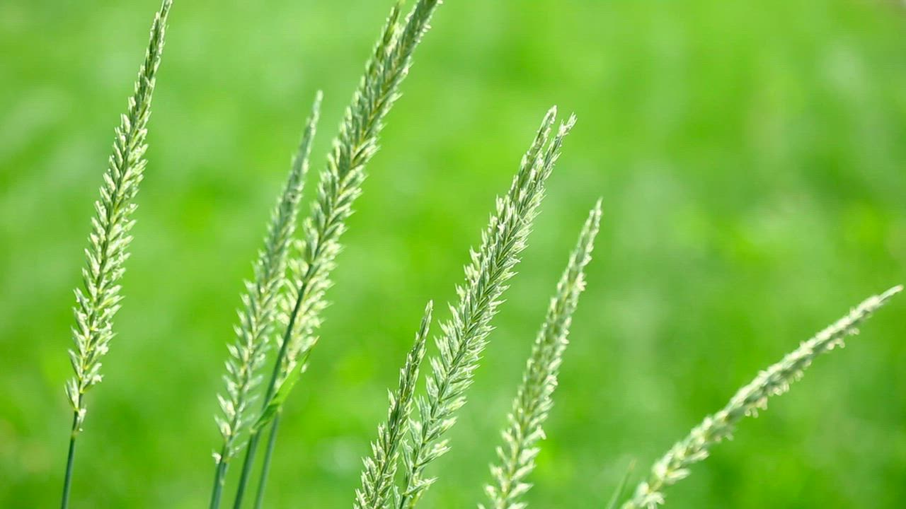 Spike of grass in the wild - Free Stock Video