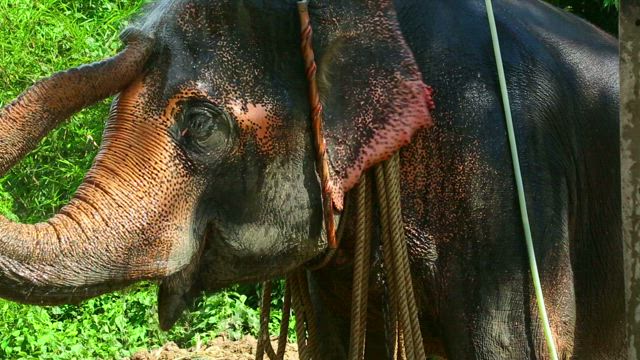 Elephant taking a shower .