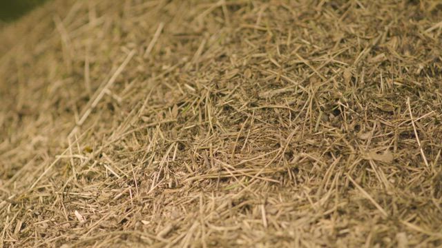 Ants building a nest.