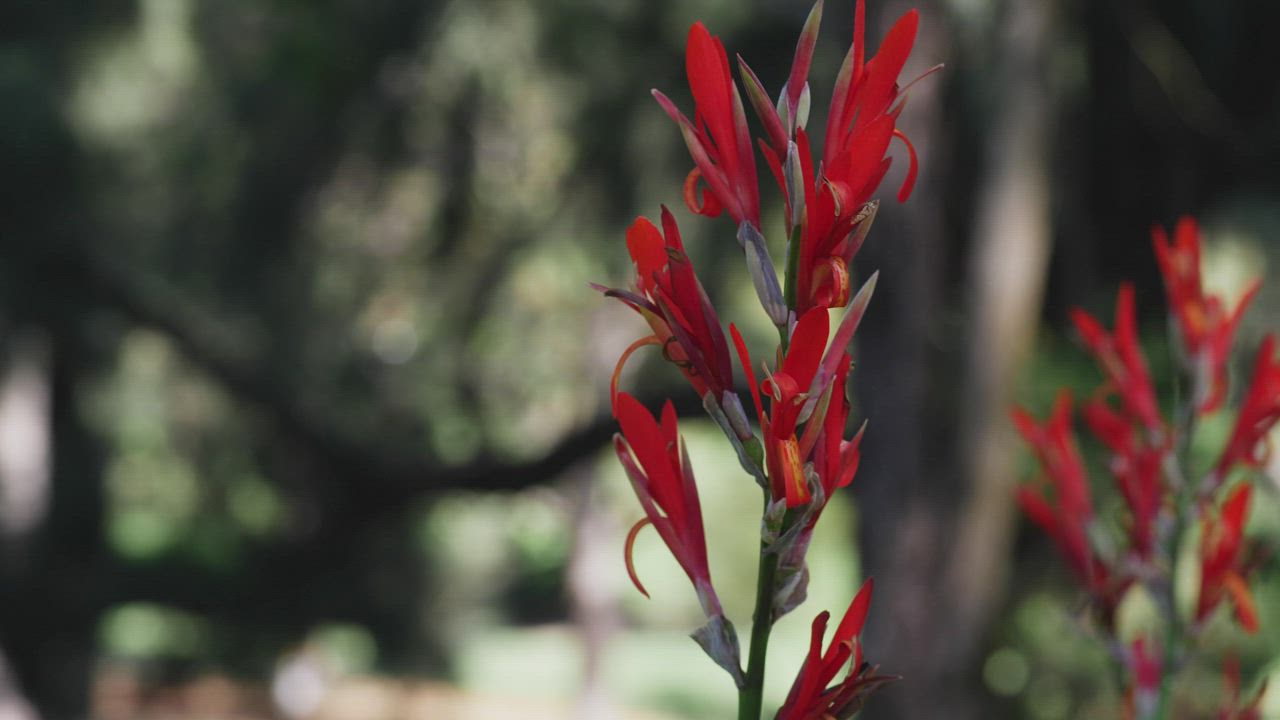 Wild red flowers pan view - Free Stock Video