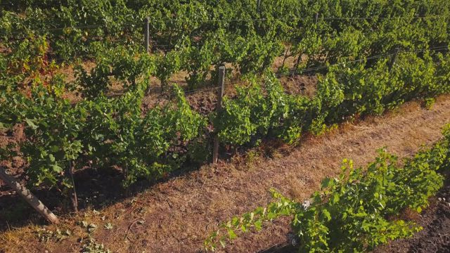 Vineyard before harvest.