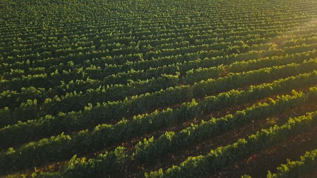 Vineyard in late summer.