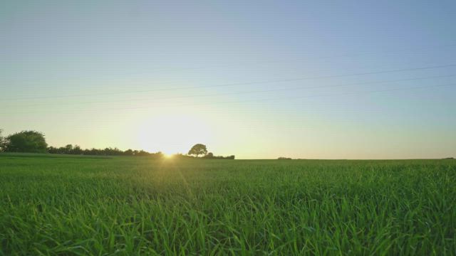 Sunlight over natural grass.