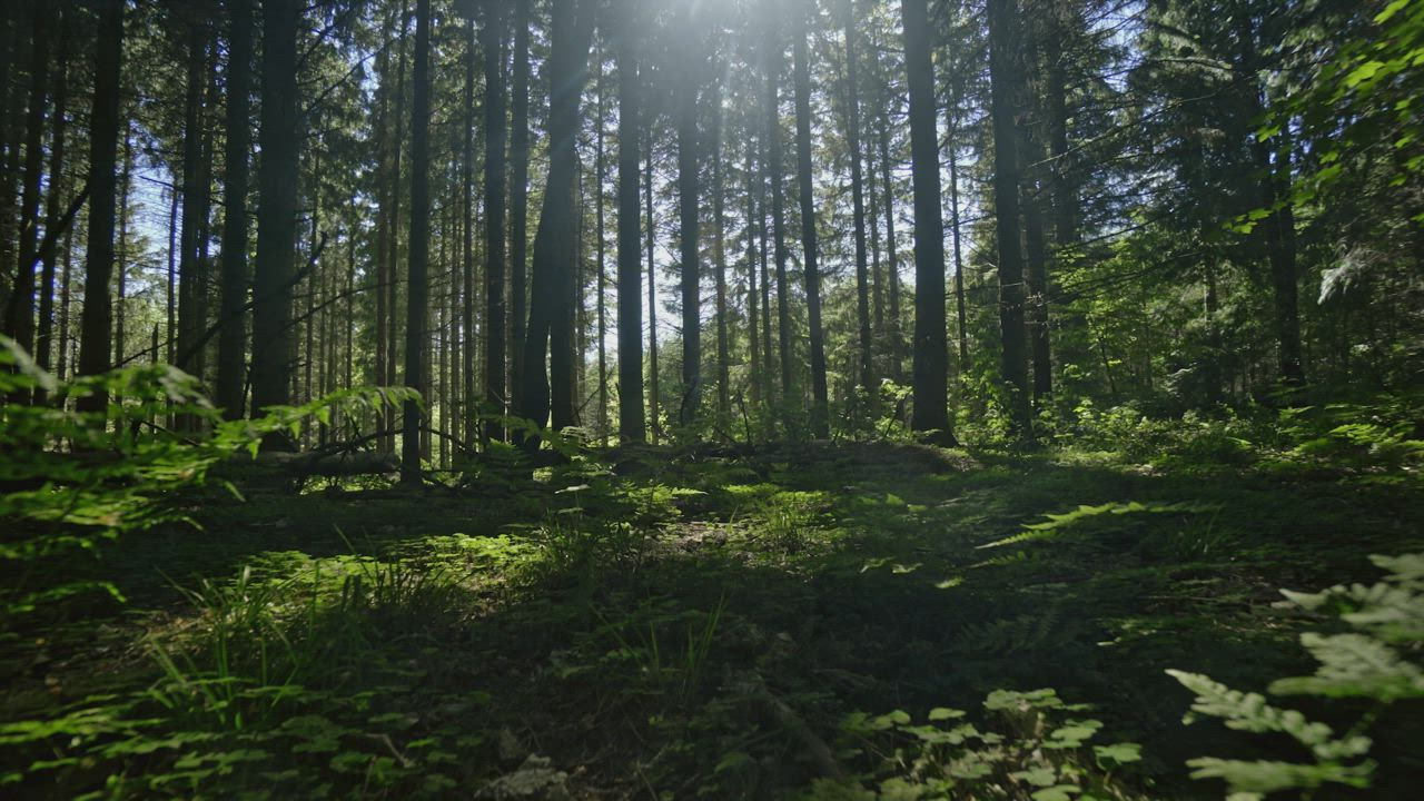 Humid forest - Free Stock Video