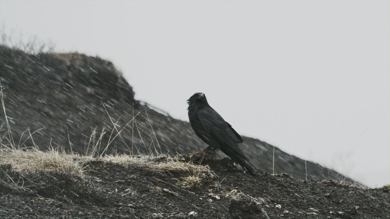 Raven sits on ground in falling snow - Free Stock Video