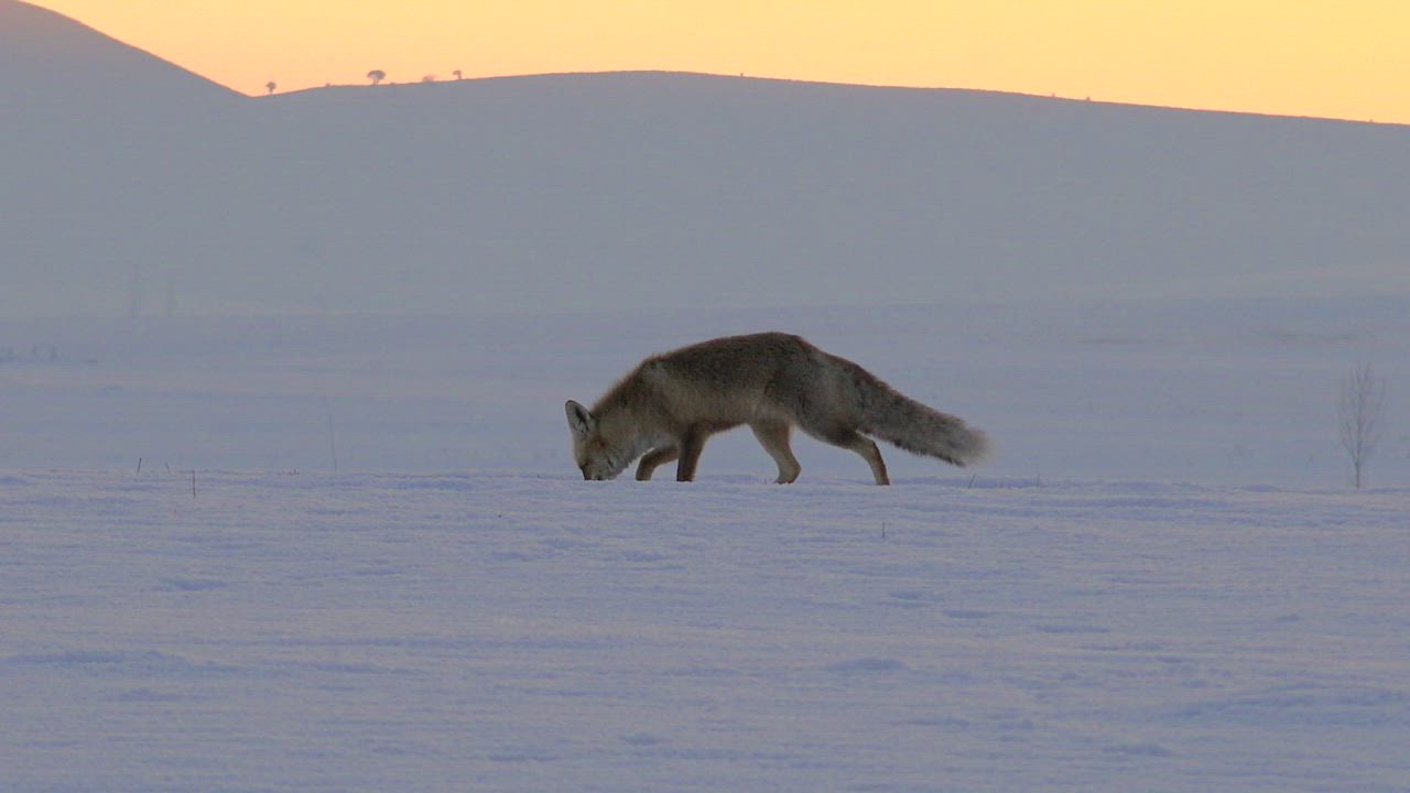Fox running in the snow - Free Stock Video
