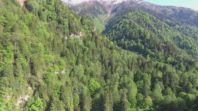 Forest and mountain landscape.