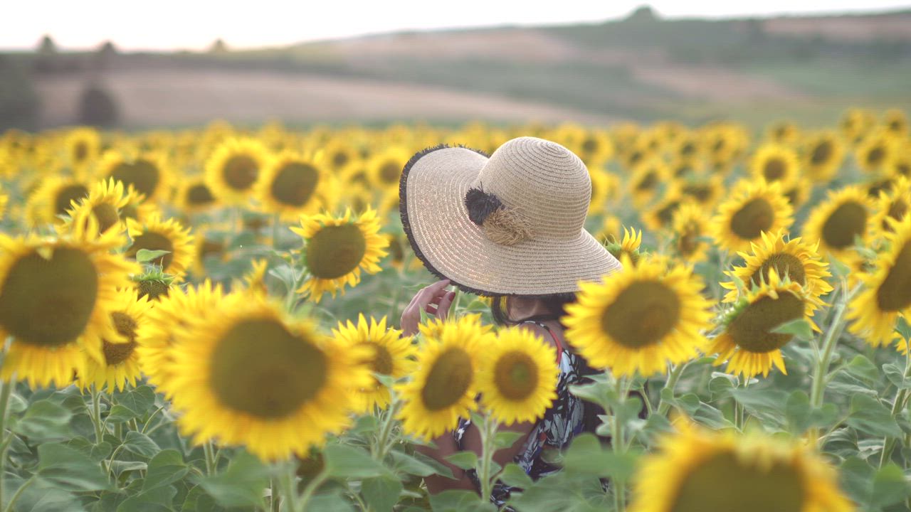 Woman with a hat walks in a sunflower field - Free Stock Video